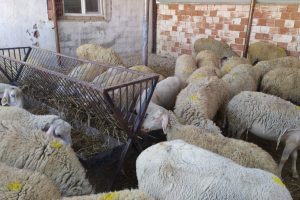 Vebadan 28 k&uuml;&ccedil;&uuml;kbaş hayvan &ouml;ld&uuml;, 20 mahalle karantina altına alındı