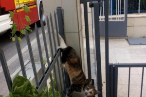 Demir korkuluklara saplanan kedi kurtarıldı