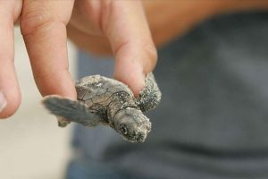 '2 milyon caretta caretta yumurtası koruma altına alındı'