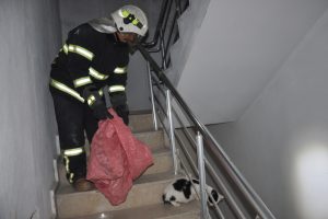 Mahsur kalan gebe kedi itfaiyecilere zor anlar yaşattı