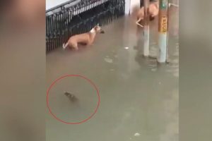 Sel suları ile şehre gelen timsah, k&ouml;peğe saldırdı
