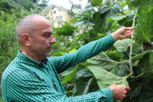 Doğu Karadeniz'de 'vampir' b&ouml;cek alarmı