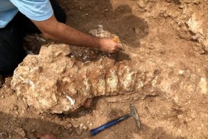 2 bine yakın hayvan fosili bulundu