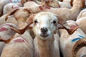 TZBO Başkanı Bayraktar kurbanlık fiyatlarını a&ccedil;ıkladı