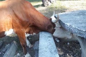 İneğin kafası piknik masasına sıkıştı