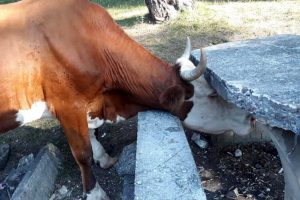Başı piknik masasına sıkışan ineği itfaiye kurtardı