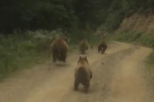 Yayla d&ouml;n&uuml;ş&uuml; şaşırtan manzara