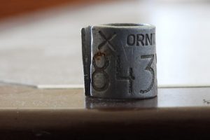 D&uuml;nyanın en ihtiyar leyleği elektrik tellerinde can verdi