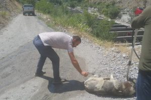 Sıcakta bayılan k&ouml;pek tedavi altına alındı