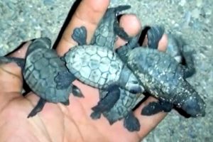 Y&ouml;n&uuml;n&uuml; kaybeden yavru caretta carettaları, denizle buluşturdu