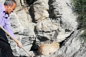 Kayalıklarda sıkışan k&ouml;pek kurtarıldı