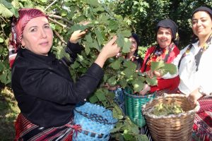 &Uuml;retici fındık bah&ccedil;esine şenlik havasında girdi
