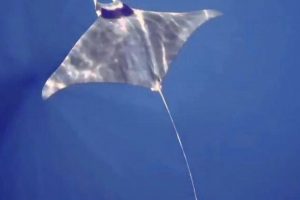 G&ouml;k&ccedil;eada'da manta vatozu g&ouml;r&uuml;nt&uuml;lendi