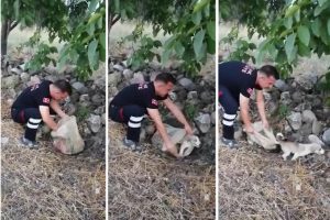 Yavru k&ouml;pek, ağzı bağlı &ccedil;uvalla yol kenarına bırakılmış