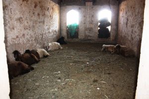 Yıkılmaya y&uuml;z tutan asırlık kasır ahır olarak kullanıyor