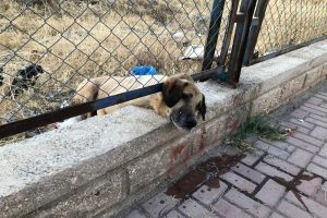 Kafası sıkışan k&ouml;peği itfaiye kurtardı