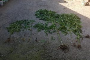 Bursa Yenişehir'de Hint keneviri ele ge&ccedil;irildi