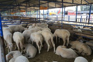 Bursa Nil&uuml;fer'de Kurban Bayramı hazırlıkları tamam