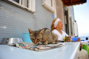 Bursa'da hayatını kedilere adadı