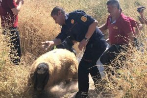 Koyunlar toplu halde fosseptik &ccedil;ukuruna d&uuml;şt&uuml;
