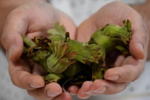 Fındığın yara iyileşmesini hızlandırdığı belirlendi