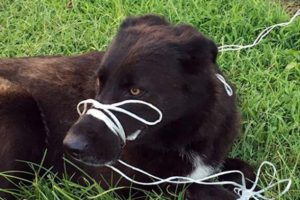 K&ouml;peğin ayağını ve ağzını bağlayıp &ouml;l&uuml;me terk ettiler