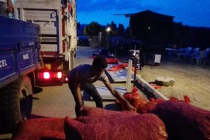 Pazaryeri'nin tescilli boncuk fasulyesi hasadı başladı