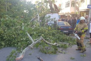 Asırlık &ccedil;ınar zamana direnemedi