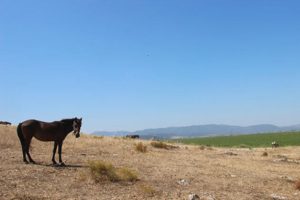 Bağlı, a&ccedil; ve susuz &ouml;l&uuml;me terk ettiler