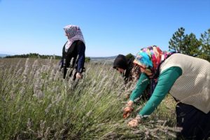 Bursa'da "Kıraç Arazilerin Kokusu Lavanta" projesi hayata geçirildi