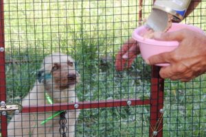 İşkence edilen k&ouml;peğe okul bah&ccedil;esi yuva oldu