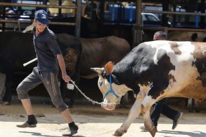 Bursa'da kurban pazarında hareketlilik havadan g&ouml;r&uuml;nt&uuml;lendi