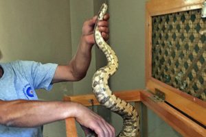 Antalya otogarında valizde boa yılanı ele ge&ccedil;irildi