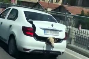 Kurbanlık koyunu otomobil bagajında b&ouml;yle taşıdı