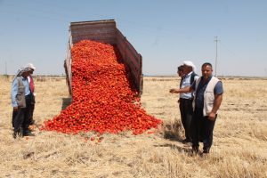 Satamadığı tonlarca domatesi tarlaya d&ouml;kt&uuml;