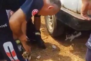 İpe dolanan yavru kediyi itfaiye kurtardı