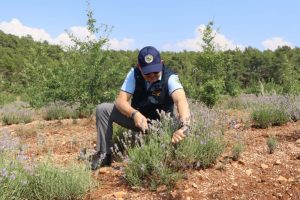 Kıra&ccedil; arazilerin g&ouml;zdesi ve mor bereketi: Lavanta