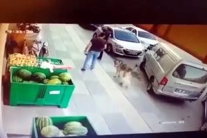 S&uuml;s k&ouml;peğiyle dalaşan sokak k&ouml;peğini tekmeledi