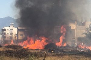3 hayvan damı ve &ccedil;alılıklar &ccedil;ıkan yangında k&uuml;le d&ouml;nd&uuml;