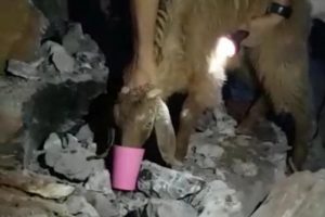 Mağarada 3 g&uuml;n mahsur kalan oğlak kurtarıldı