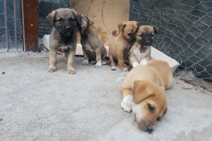 Ankara'da zehirlenen 3 k&ouml;pek &ouml;ld&uuml;