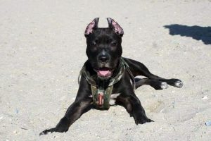 Pitbull besleyene 7 bin 802 lira ceza uygulanacak