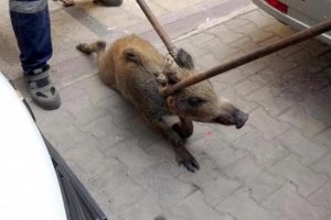 Yaban domuzunun burnuna şiş sokup işkence yapmışlar!