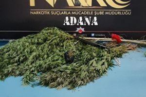 Polis drone ile tespit etti: Meyve bah&ccedil;esine Hint keneviri ekmişler