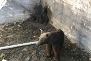 Bursa'da kurtarılan o ayılar artık doğal ortamlarında