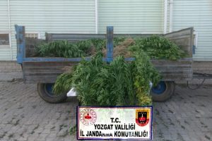 964 k&ouml;k Hint keneviri ele ge&ccedil;irildi