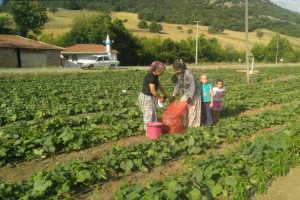 Kornişon &uuml;retimindeki artış Sındırgılı &ccedil;ift&ccedil;iyi sevindirdi