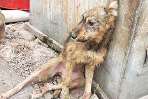 Barınakta vahşet! 'A&ccedil; kalanlar &ouml;lenleri yiyordu'