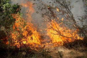 Muğla'da yanan ormanların yerine yeni fidanlar dikilecek