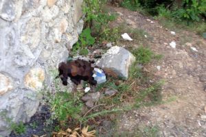 Sokak k&ouml;peğine insanlık dışı işkence